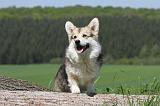 CORGI PEMBROKE 637